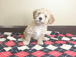 Also referred to as the bichpoo, this breed is small but mighty, and highly adaptable to a range of home types and other pets such as cats. Bichon Poo Puppies Petland Mason Oh