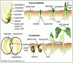 Image Result For Monocot Vs Dicot Seed Germination Biology Plants Horticulture Education Teaching Biology