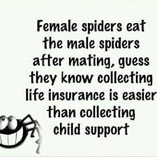 If Only We Were Spiders Life Insurance Quotes Funny Quotes Cute Quotes