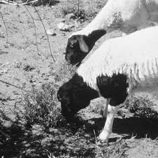 Image result for Geigeria filifolia