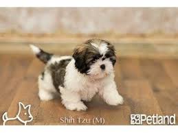 We raise akc shih tzu s. Puppies For Sale Petland Gallipolis Ohio Puppy Store Puppies For Sale Shih Tzu Puppies