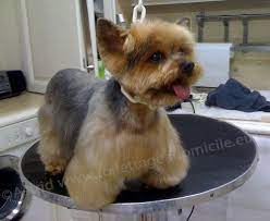 Toilettage York Coupe New Look Toilettage Canin Toilettage Chien Chiot Yorkshire