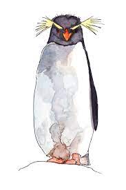 Rockhopper Penguin By Tomhenderson On Deviantart