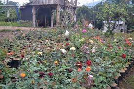 Jual bibit bunga marigold di malang. Berkunjung Ke Desa Sidomulyo Batu Desa Sejuta Bunga