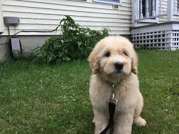 Litters will be announced on the puppy page. Goldendoodle Puppy For Sale In Glover Vt Adn 35745 On Puppyfinder Com Gender Male Age 8 Weeks Old Goldendoodle Puppy Puppies Puppies For Sale