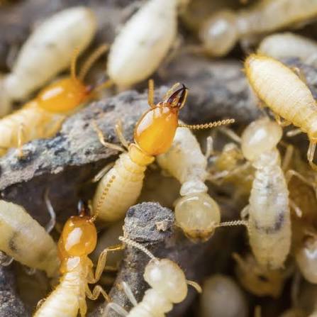 White Ant Control in Rohtak
