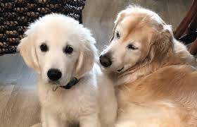 Puppies are growing fast and their. Stages Of A Dog S Life Golden Retriever Rescue Of Mid Florida