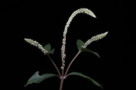 Image result for Cyathula