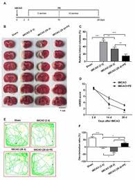 A total of 58 stats were monitored, which was up from 49 stats in the week prior. Frontiers Physical Exercise Promotes Novel Object Recognition Memory In Spontaneously Hypertensive Rats After Ischemic Stroke By Promoting Neural Plasticity In The Entorhinal Cortex Behavioral Neuroscience