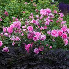 Take A Closer Look David Austin Roses Sacred Garden Flower Lover