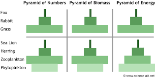 Maybe you would like to learn more about one of these? What Are Ecological Pyramid Structures Mireille Ess Geo
