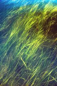 Image result for Zosteraceae