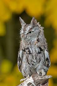 Eastern Screech Owl Wikipedia