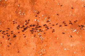 Pest control is a dangerous business. Cockroaches And Beatles Archives Ants Plus Pest Control