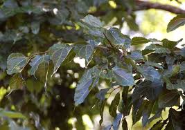 Image result for Morus mesozygia