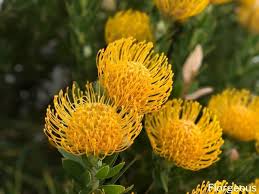 Planting proteas on slopes or on slightly elevated mounds is often beneficial, because water runoff decreases drainage problems. 43 Types Of Protea Flowers Meaning And Pictures Florgeous