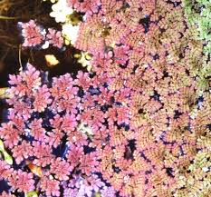 Image result for Azolla pinnata
