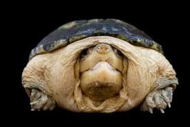 photographic print a narrow bridged musk turtle claudius angustatus by joel sartore 24x16in musk turtle turtle photographic print