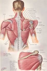 Caution Soreness After A Chiropractic Neck Adjustment Medical Anatomy Yoga Anatomy Muscle Anatomy