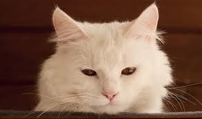 Dementia in pets, or cds, affects ageing pets. Cat Dementia Signs Treatments Tips For Living With A Senile Cat