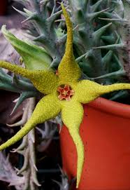 Image result for Orbea caudata