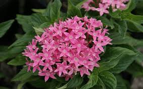 Image result for Pentas longiflora