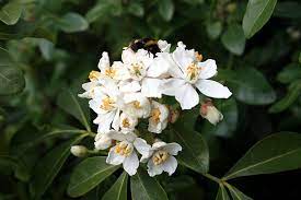 Once established, choisya is a drought resistant shrub and will usually look after itself. Gardening 101 Mexican Orange Blossom Gardenista