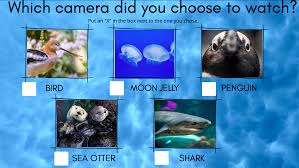 Distance Learning Aquarium Virtual Field Trip And Report Drag Drop Or Type In 2020 Virtual Field Trips Field Trip Monterey Bay Aquarium