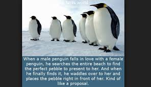 Penguins shout their love for each other by screaming it out loud. Do Male Penguins Make Pebble Proposals To Their Mates Snopes Com
