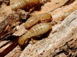 We've been with them for almost 3 years and will continue. Certified Pest Control Services Cleveland Akron Sandusky Medina Bed Bug Exterminators