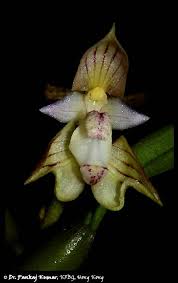 Image result for Bulbophyllum cochleatum