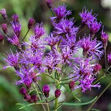 Image result for Vernonia infundibularis