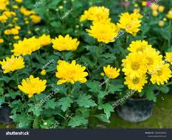 Image result for Chrysanthellum indicum