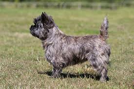 Image result for cairn teriér