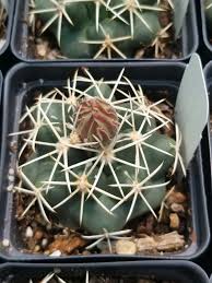 Image result for Corallocarpus schinzii