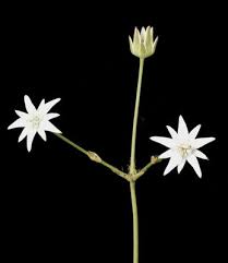 Image result for Alepidea amatymbica