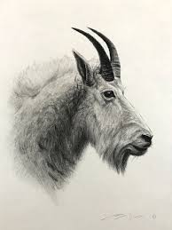 This mountain goat illustration would make a beautiful drawing for your wall or nursery. Mountain Goat Portrait Sally Vannoy
