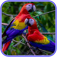 Check spelling or type a new query. Ø®Ù„ÙÙŠØ§Øª Ù„Ø·ÙŠÙ Ø§Ù„Ø¨Ø¨ØºØ§Ø¡ Ø§Ù„ØªØ·Ø¨ÙŠÙ‚Ø§Øª Ø¹Ù„Ù‰ Google Play