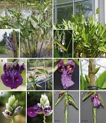 Image result for Halopegia azurea