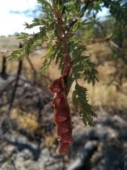 Image result for Acacia kirkii