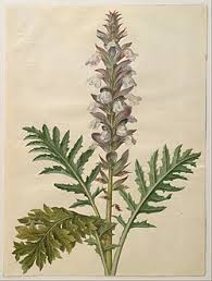 Image result for Acanthus mayaccanus