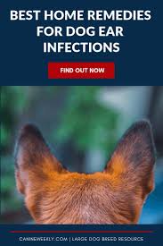 Top 5 Best Dog Ear Cleaners In 2020 Dogs Ears Infection Ear Infection Dog Ear Infection Remedy