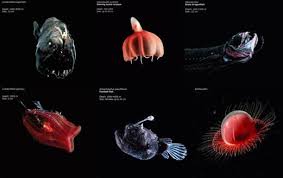 Pin Em Mariana Trench