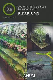 Riparium Complete Care Guide How To Build Bantam Earth In 2020 Aquascape Design Nature Aquarium Beautiful Terrariums