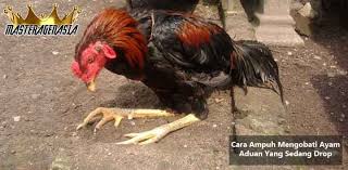 Apabila Ayam Aduan Sedang Mengalami Kondisi Yang Drop Tentu Ini Menjadi Masalah Yang Wajar Yang Terjadi Pada Tiap Ayam Bangkok Bangkok Ayam Perawatan Kaki