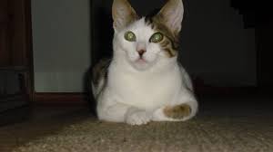 Pin By Omer Kandemir On Tirmik Cat Cats Animals