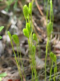 Image result for Schizaeaceae