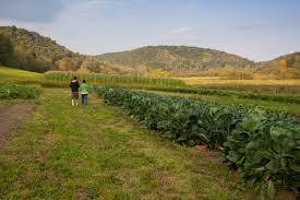 Meal Seven: Supporting Our Farming Habit