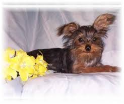 Yorkipoo puppies for sale (reasonable adoption fees). Yorkiepoo Dogs For Adoption In Usa Page 1 10 Per Page Puppyfinder Com