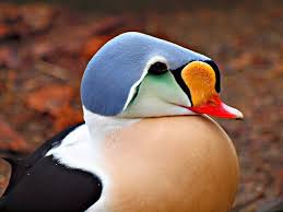 Birds That Lay Eggs On The Ground Ontario Pin On Amazing Animals